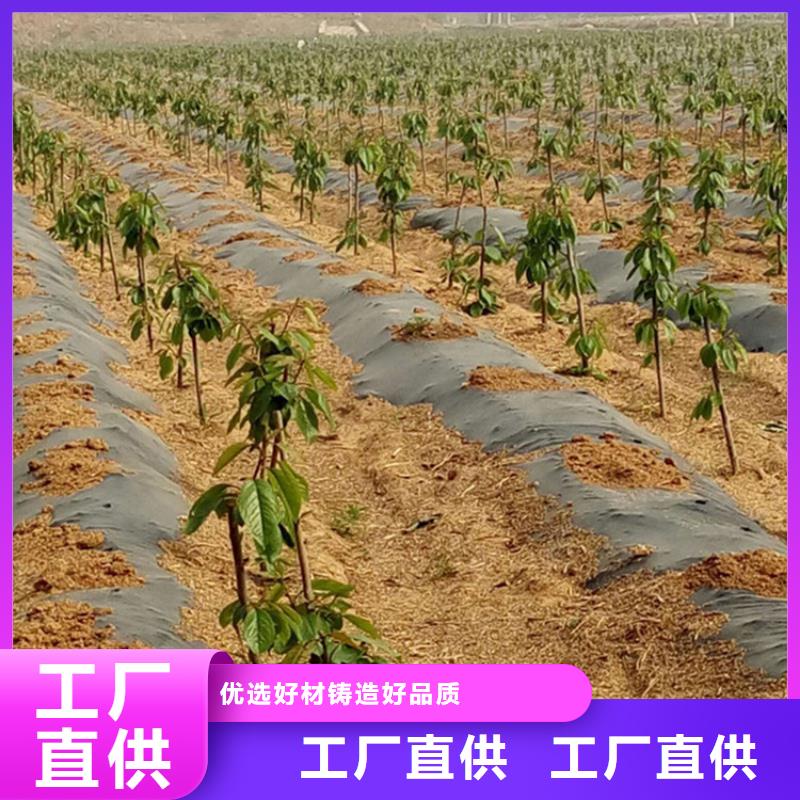 矮化车厘子树苗适合种植地区