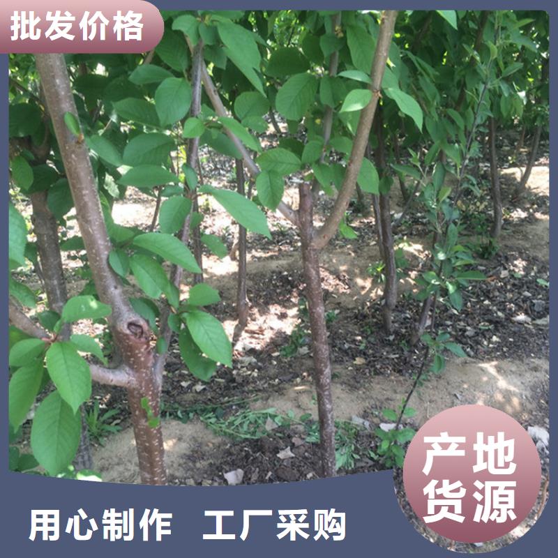 矮化车厘子苗根系发达