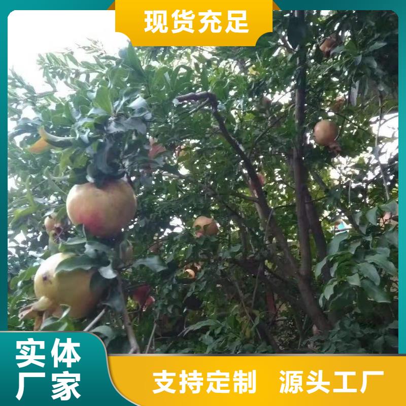 黑籽石榴树苗批发零售