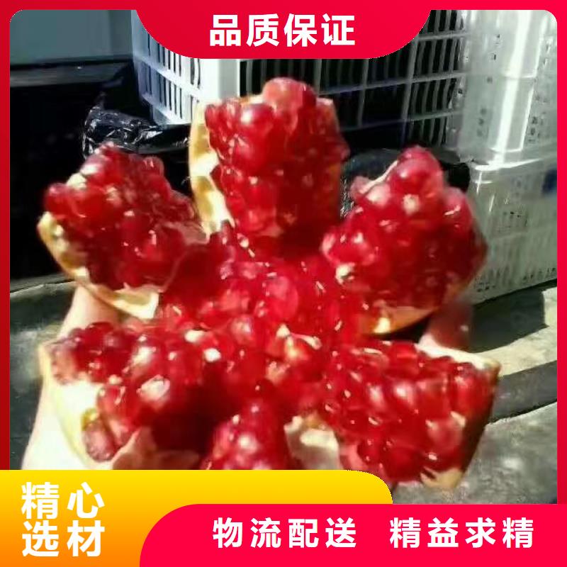 软籽石榴树苗怎么卖