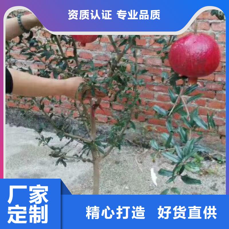 软籽石榴苗质优价廉