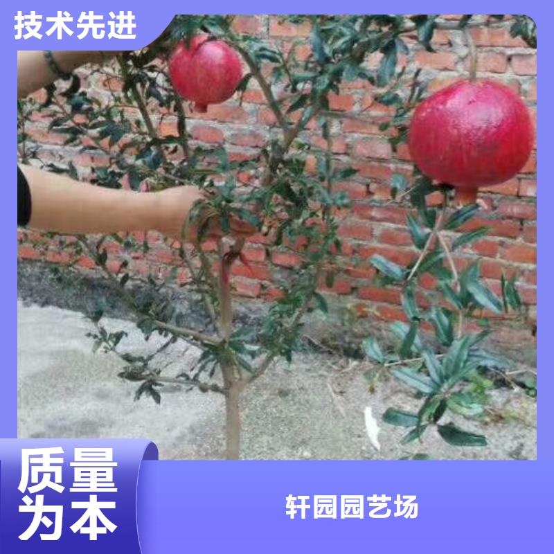 石榴奶油草莓细节决定成败