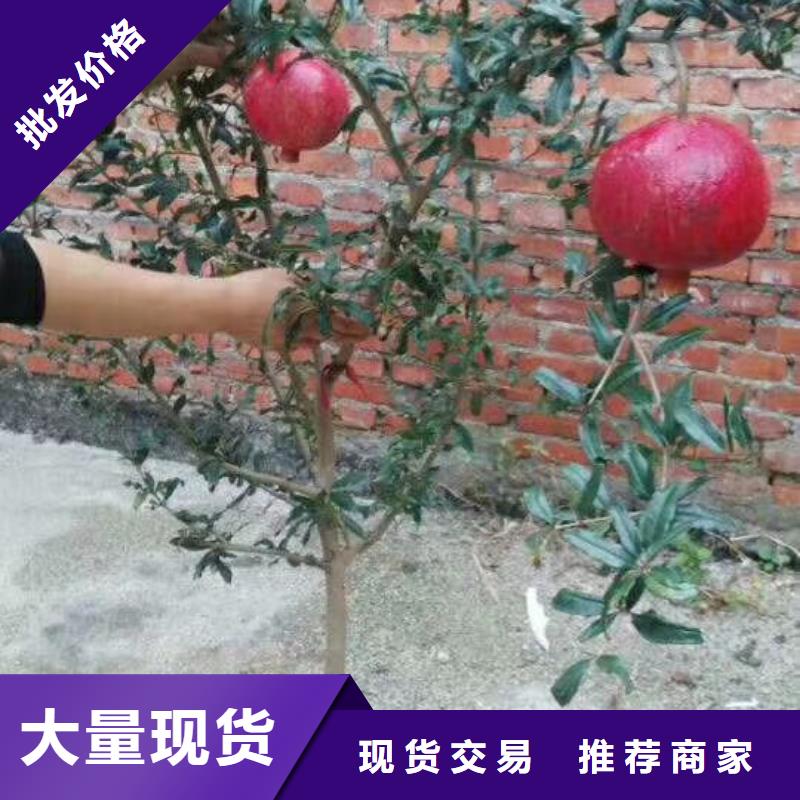 黑籽石榴树苗欢迎咨询