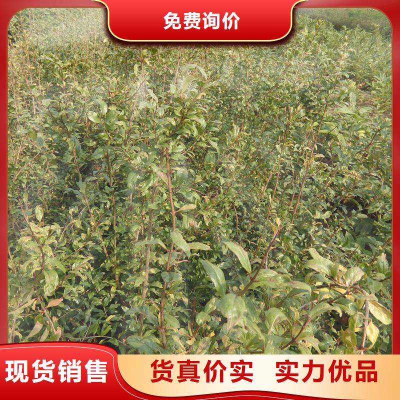 黑籽石榴树苗适合种植地区