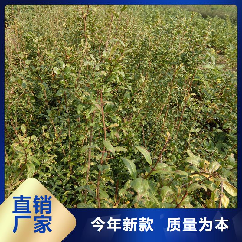 黑籽石榴树苗种植技术