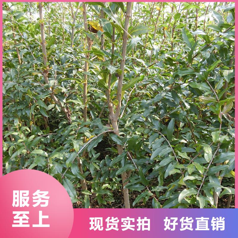 甜籽石榴树苗种植基地