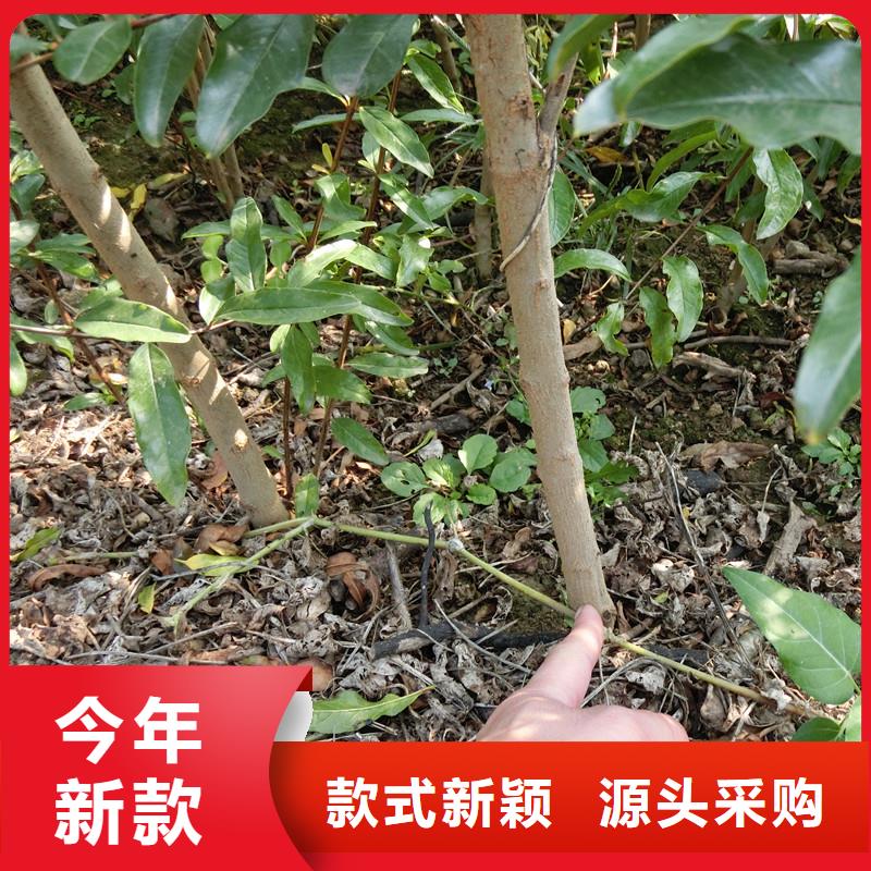 软籽石榴苗适合种植地区