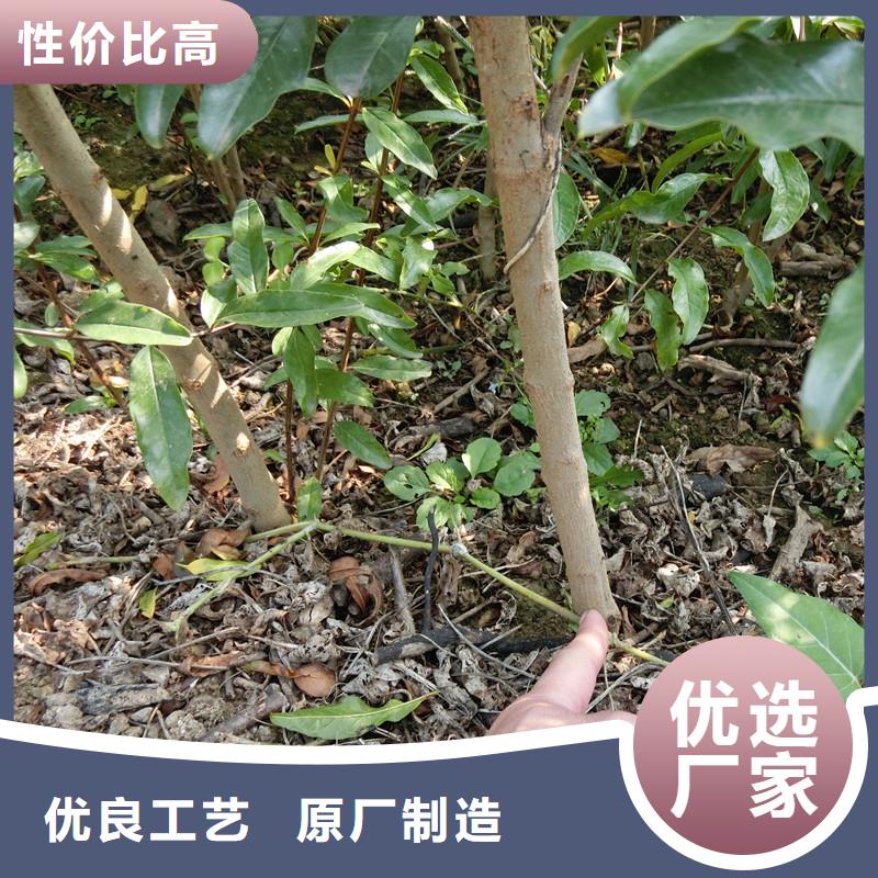 黑籽石榴树苗种植技术