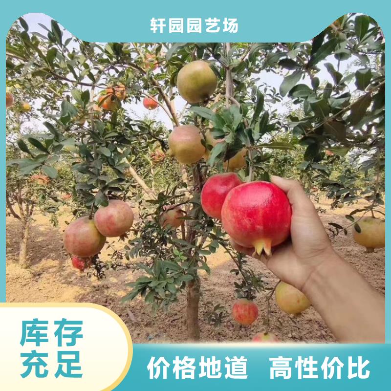 黑子石榴苗量多优惠/轩园园艺场