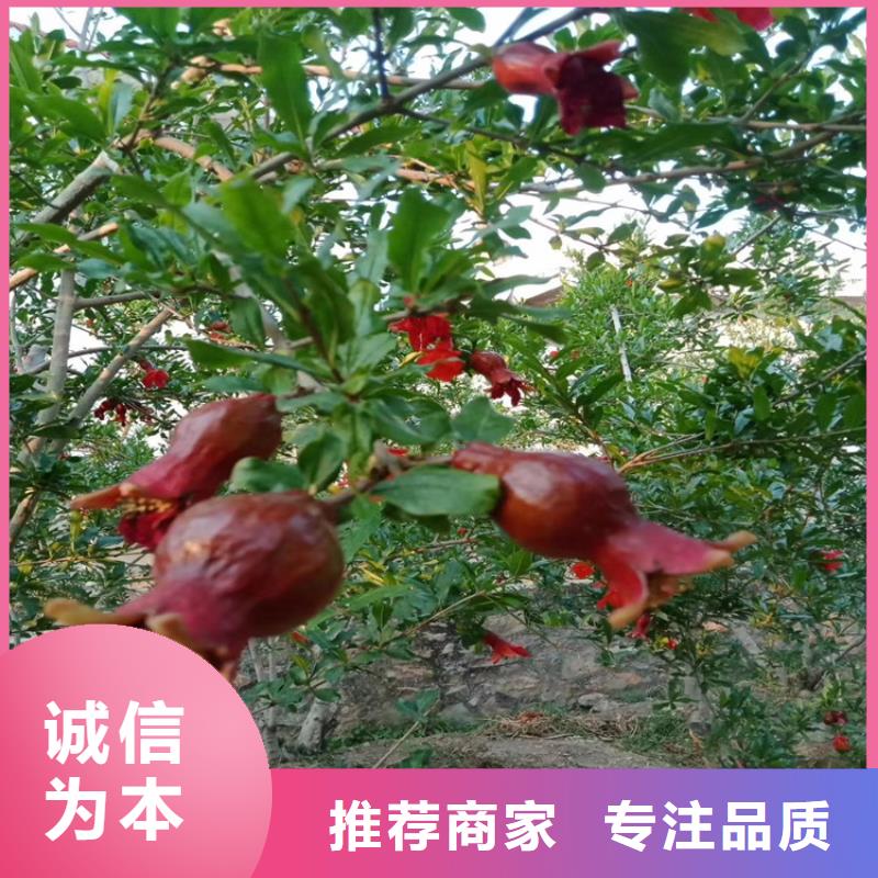 黑籽石榴苗适合种植地区