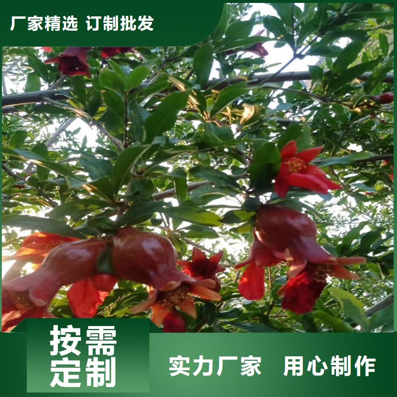 石榴蓝莓苗款式新颖