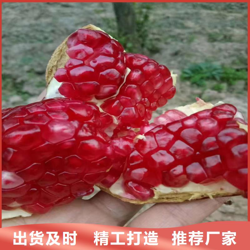黑籽石榴树苗根系发达广州咨询