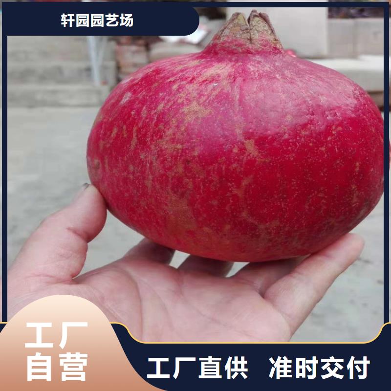 石榴苹果苗品质过硬