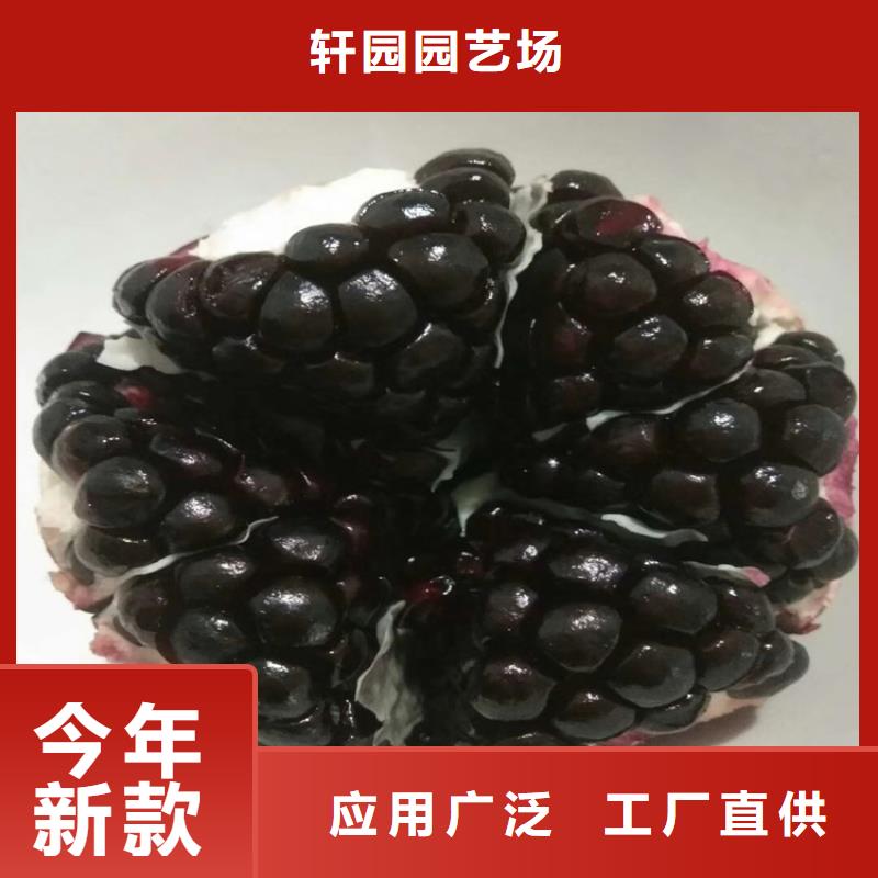 黑籽石榴树苗批发