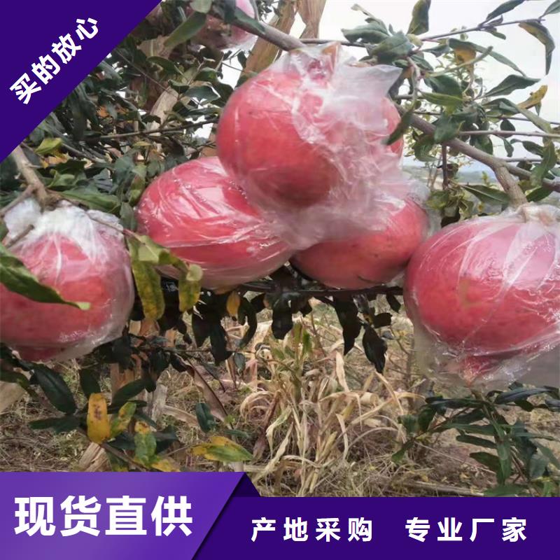 黑籽石榴树苗露天种植