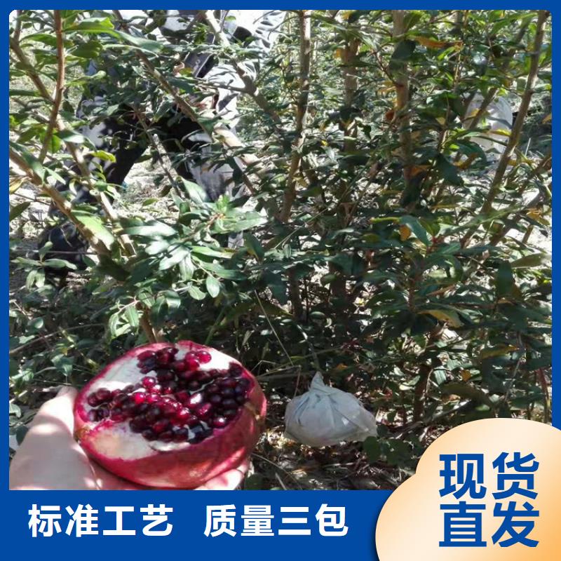 石榴苹果苗品质过硬