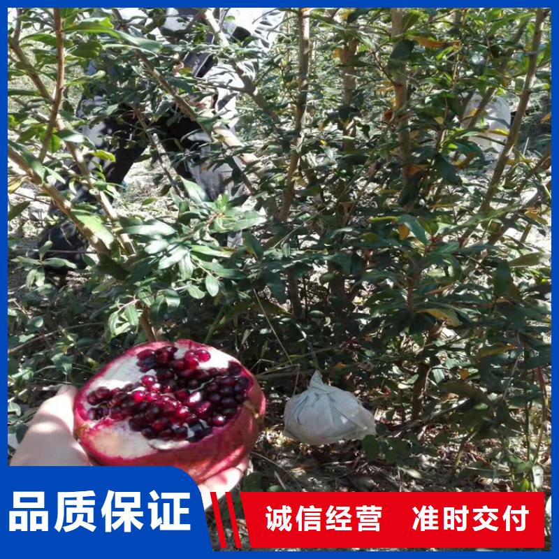 甜籽石榴树苗种植基地来宾销售