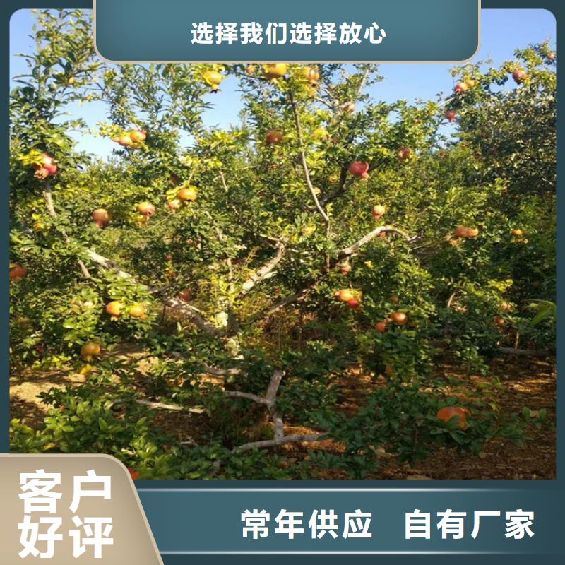 黑籽石榴树苗种植基地