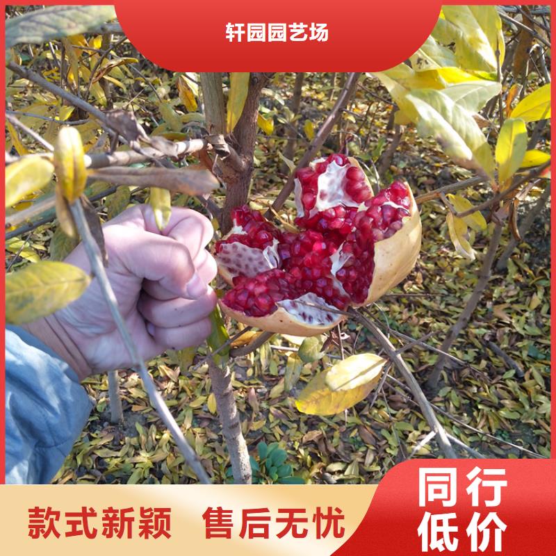 石榴树什么品种好