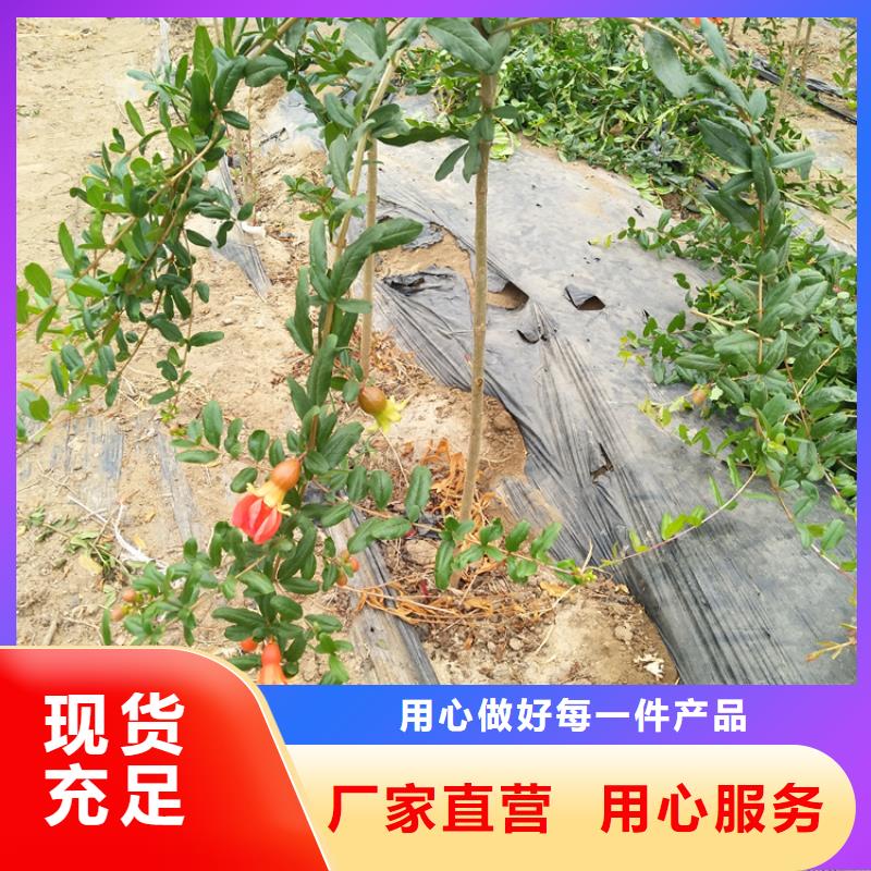 甜籽石榴树苗基地