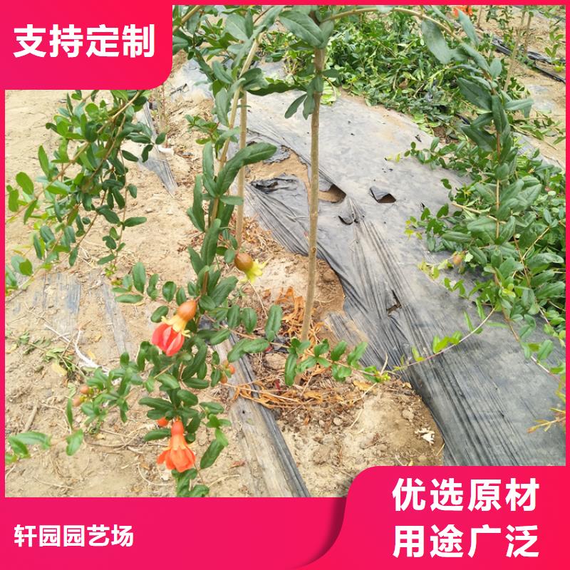 甜籽石榴苗适合种植地区