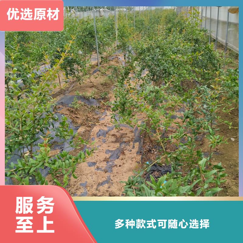 甜籽石榴树育苗基地