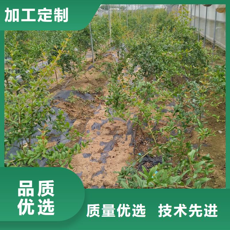 软籽石榴树苗基地直销