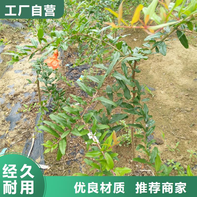 甜籽石榴苗育苗基地