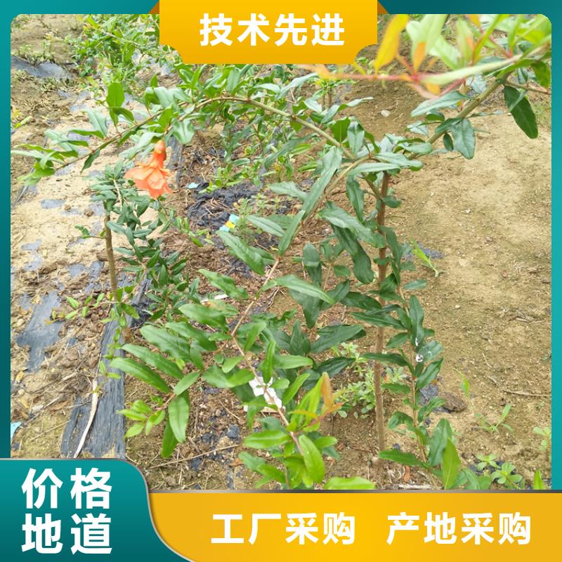 甜籽石榴苗适合种植地区