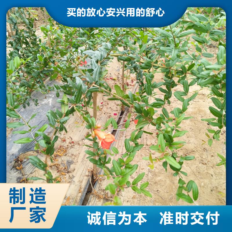 甜籽石榴苗适合种植地区