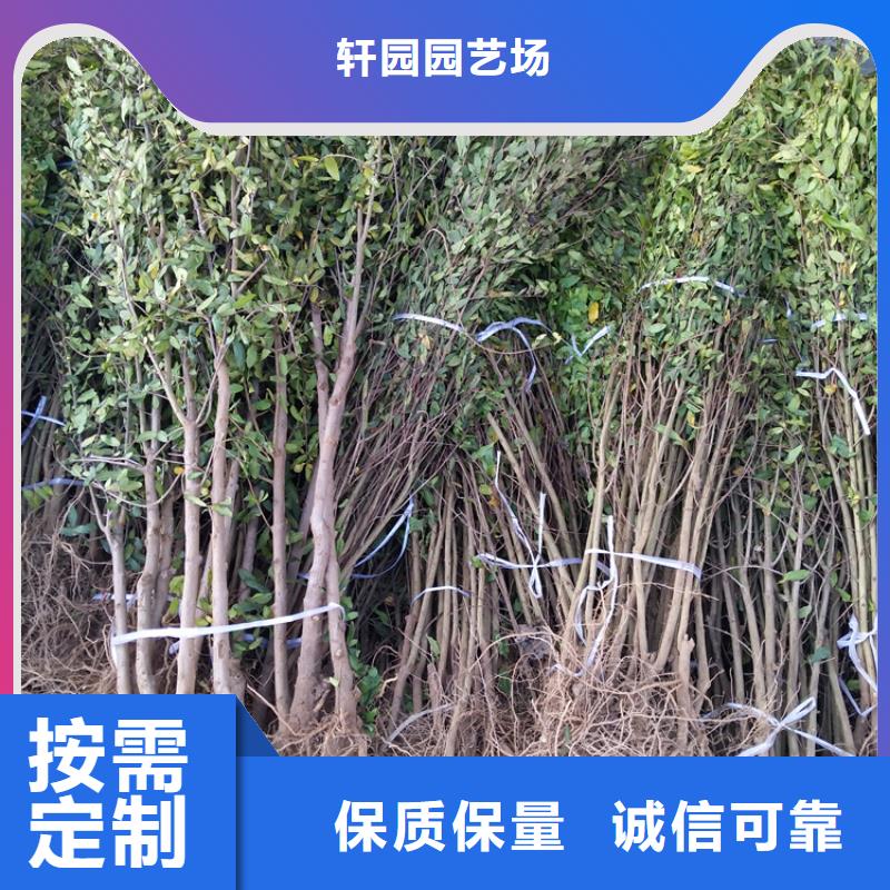 黑籽石榴苗适合种植地区