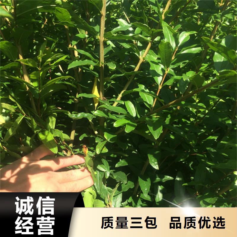 软籽石榴苗种植管理技术