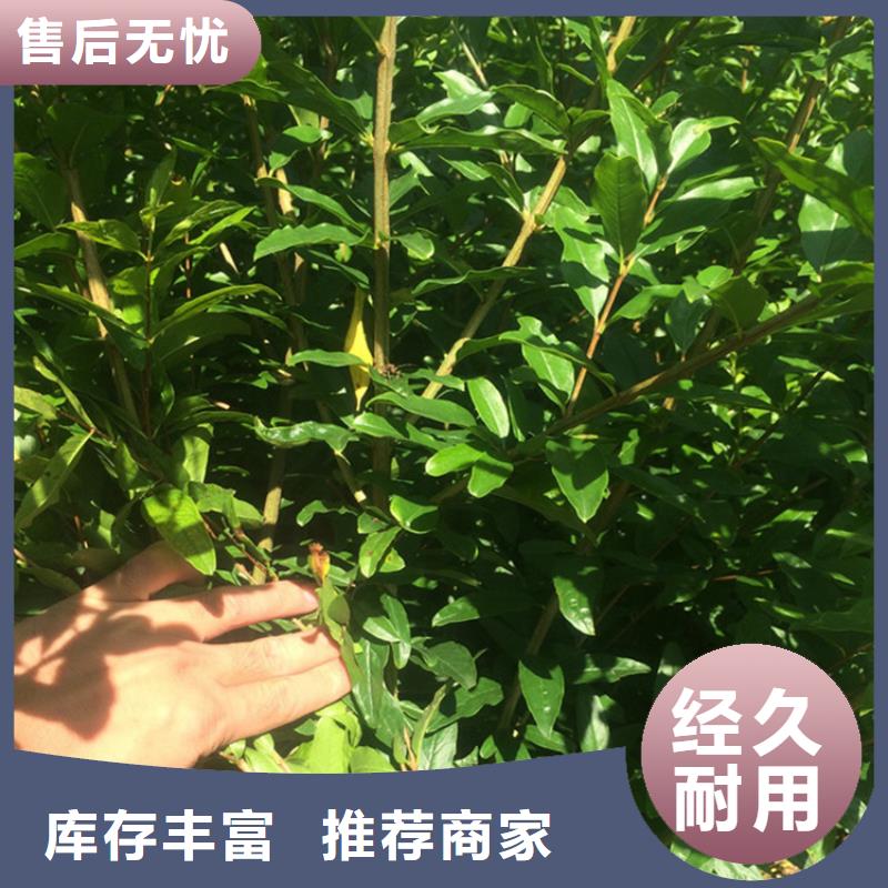 石榴奶油草莓细节决定成败