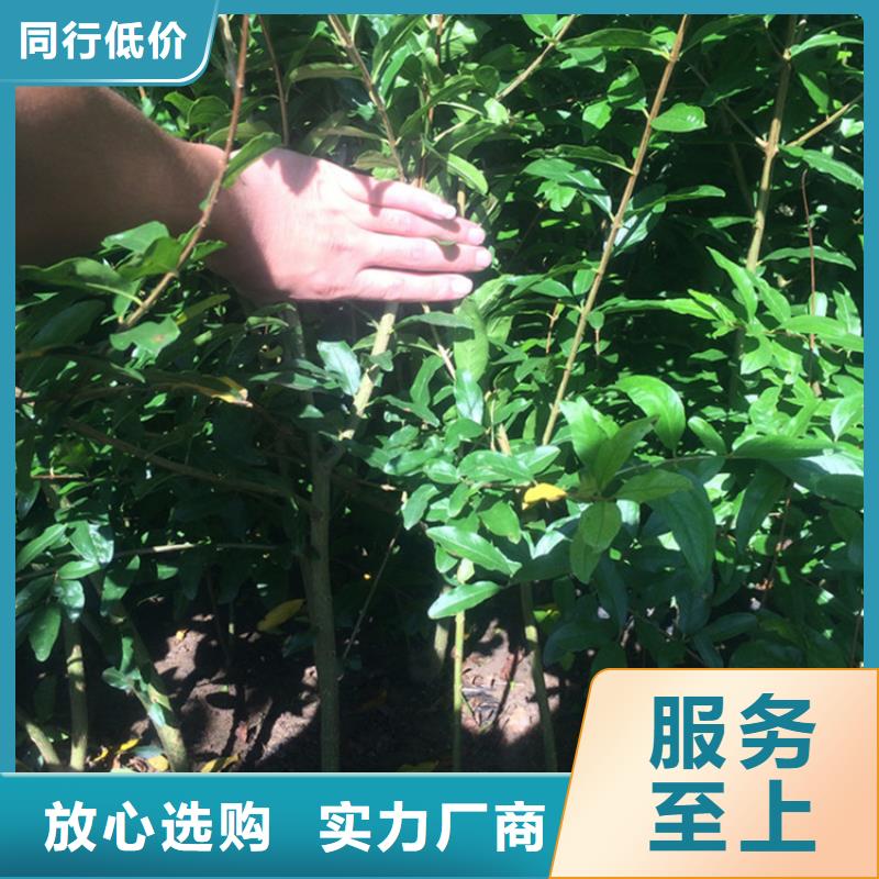 软籽石榴苗批发