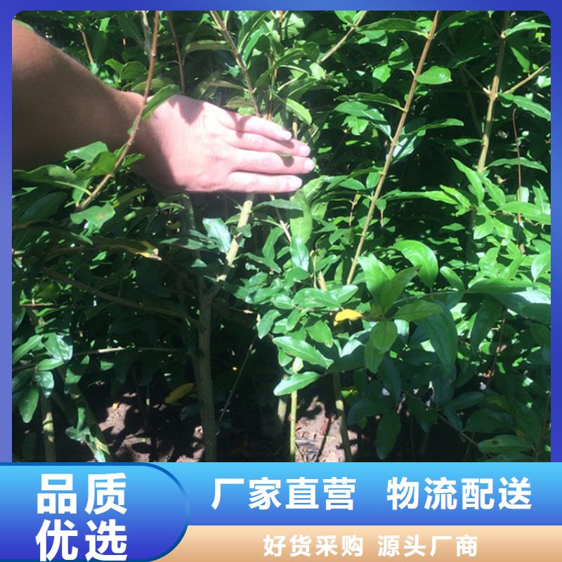 黑籽石榴树苗欢迎咨询