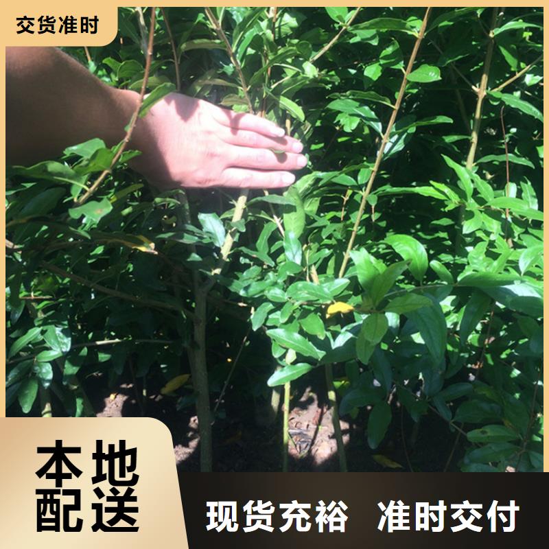 黑籽石榴树苗根系发达