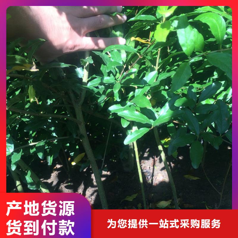 【石榴苹果苗一站式采购】