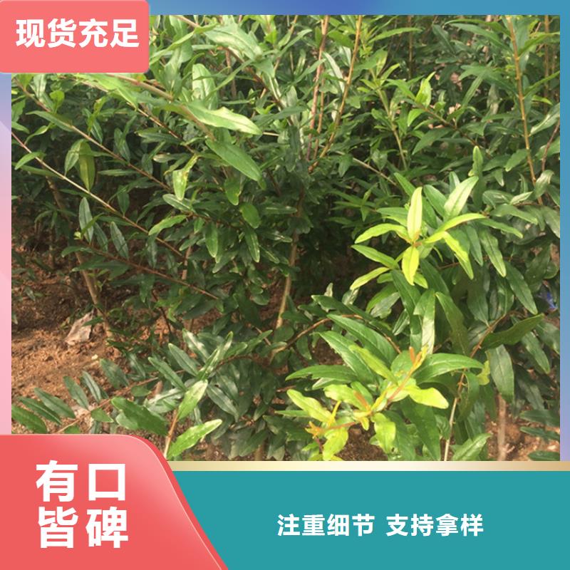 软籽石榴苗种植技术