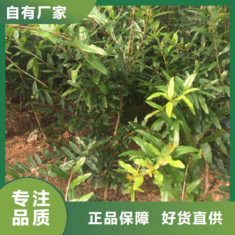 甜籽石榴苗种植管理技术