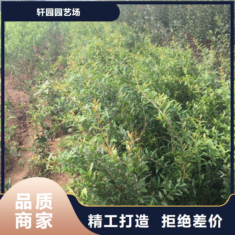 甜籽石榴树苗种植基地