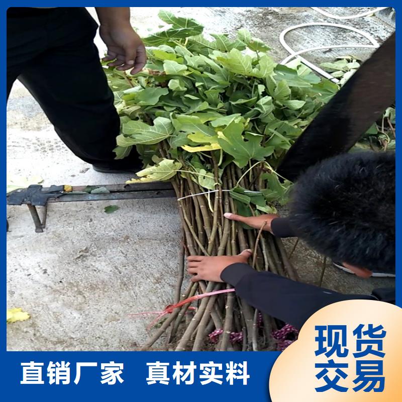 无花果石榴树厂家直营