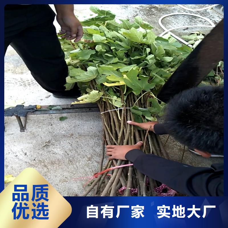 【无花果无花果苗品质信得过】