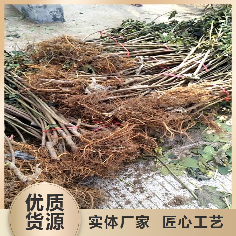 无花果苹果苗经久耐用