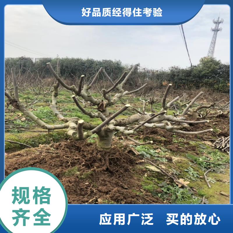 无花果石榴树自有生产工厂