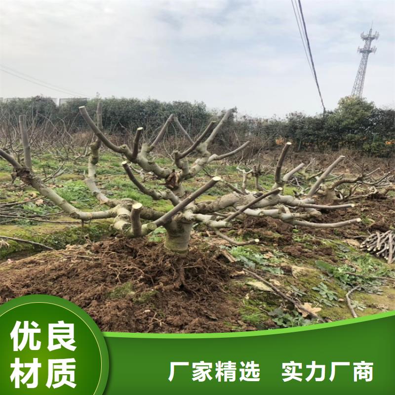 【无花果苹果苗经验丰富质量放心】