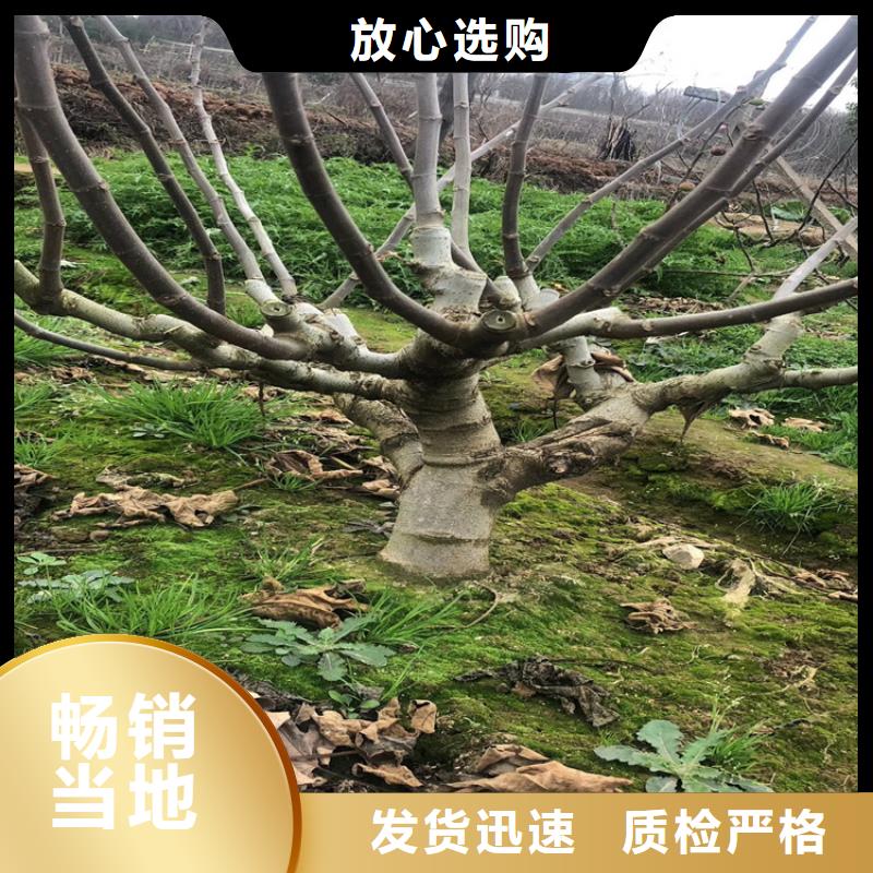 紫果无花果苗怎么防虫/轩园园艺场