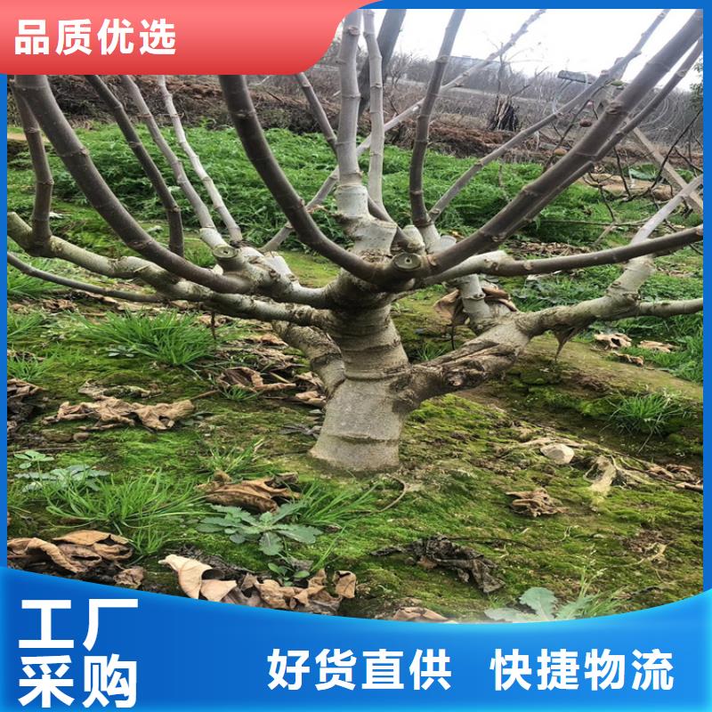 无花果树苗适合种植地区