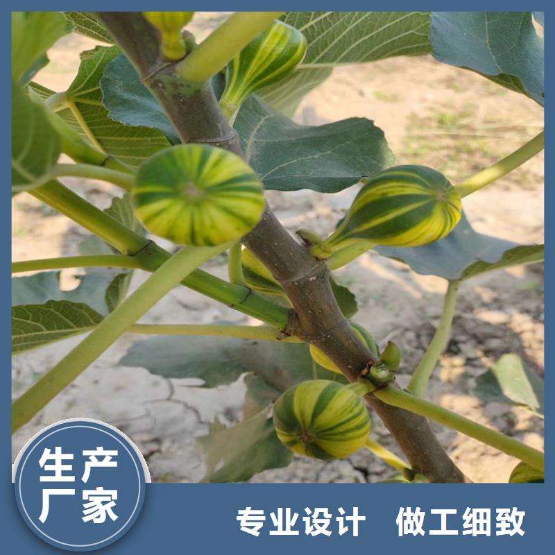 无花果苹果苗订购