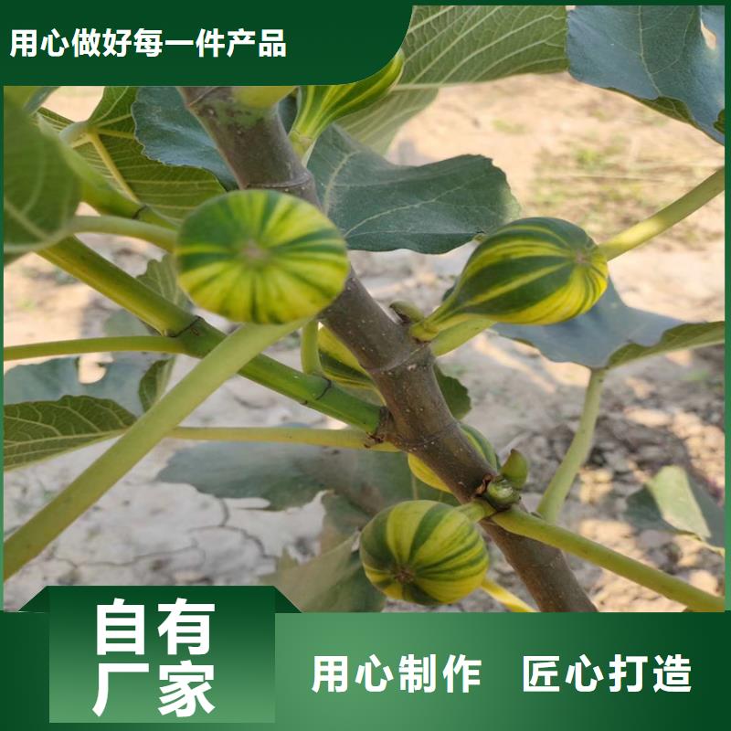 无花果樱桃苗专注细节使用放心