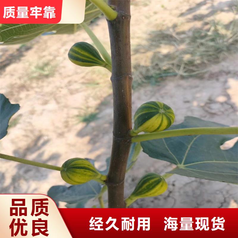 无花果板栗苗专注细节专注品质